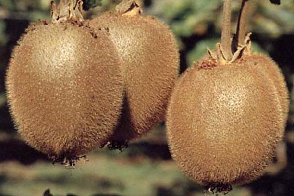 Jenny Fuzzy Kiwi - female
